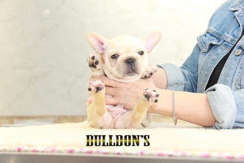 成約済の東京都のフレンチブルドッグ-129099の7枚目