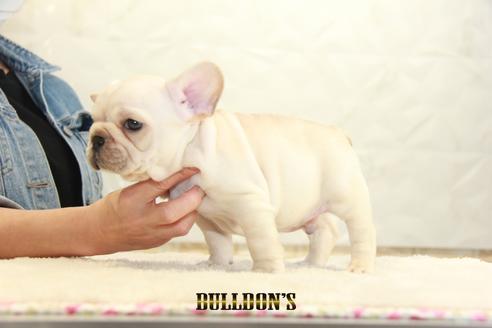 成約済の東京都のフレンチブルドッグ-129099の6枚目