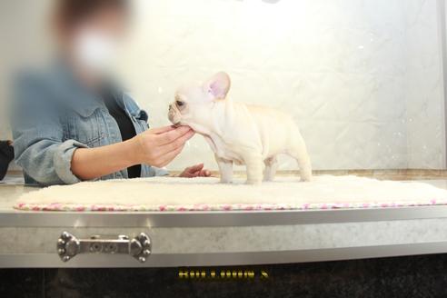 成約済の東京都のフレンチブルドッグ-129099の5枚目