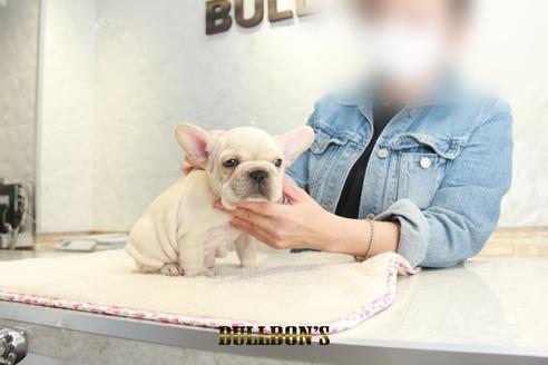 成約済の東京都のフレンチブルドッグ-129099の4枚目
