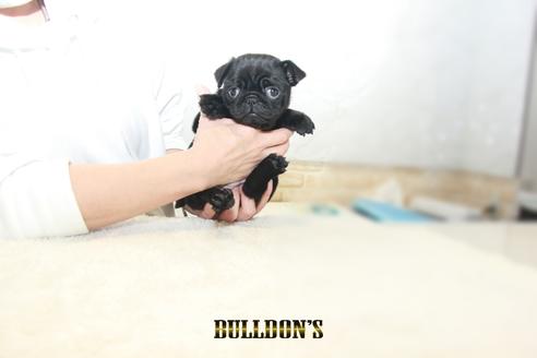 成約済の東京都のパグ-129100の7枚目