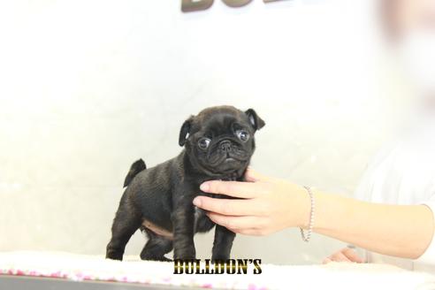 成約済の東京都のパグ-129100の6枚目