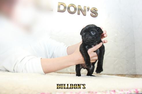 成約済の東京都のパグ-129100の4枚目