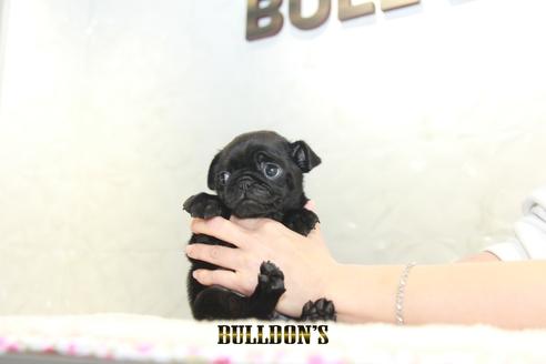 成約済の東京都のパグ-129100の3枚目