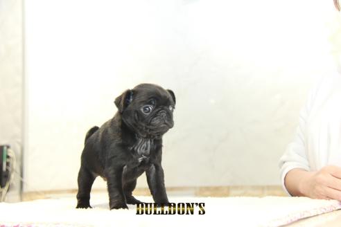 成約済の東京都のパグ-129100の2枚目