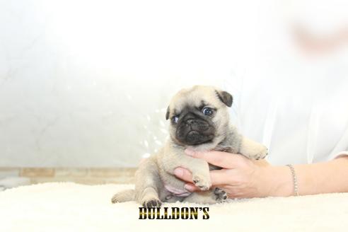 成約済の東京都のパグ-129102の1枚目