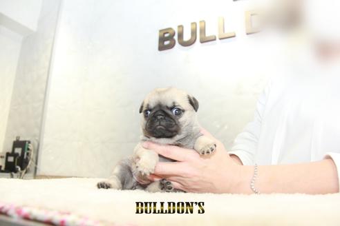 成約済の東京都のパグ-129102の7枚目