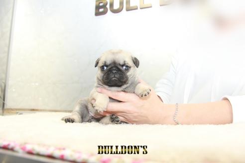 成約済の東京都のパグ-129102の6枚目