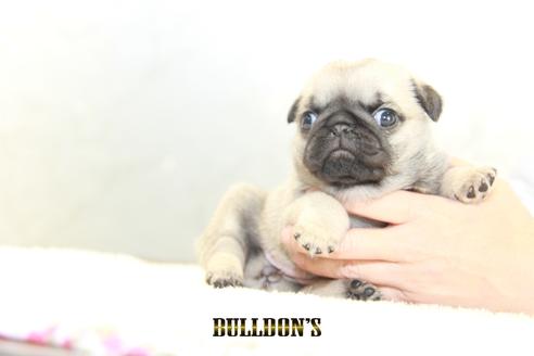 成約済の東京都のパグ-129102の5枚目