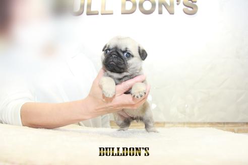 成約済の東京都のパグ-129102の4枚目