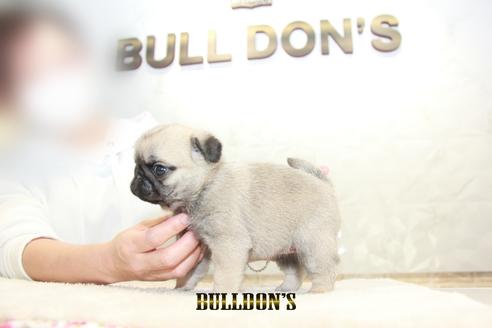 成約済の東京都のパグ-129102の3枚目