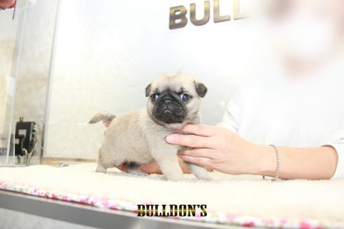 成約済の東京都のパグ-129102の2枚目