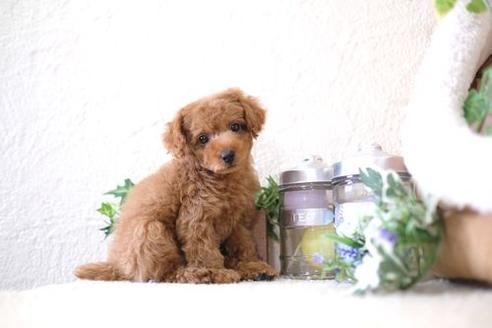 成約済の滋賀県のトイプードル-127509