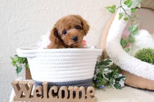 成約済の滋賀県のトイプードル-127509の5枚目