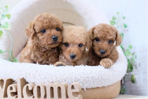 成約済の滋賀県のトイプードル-127509の4枚目