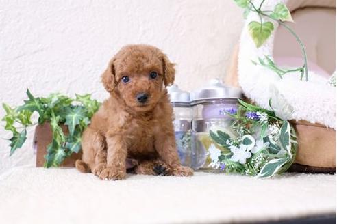 成約済の滋賀県のトイプードル-127509の3枚目