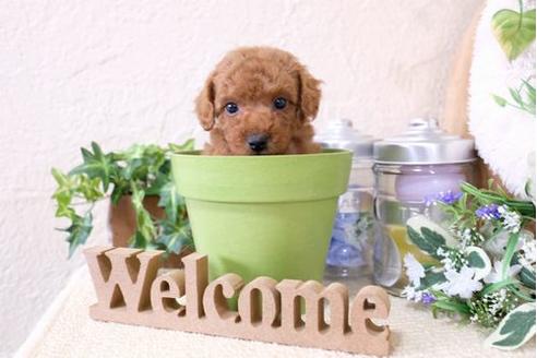 成約済の滋賀県のトイプードル-127509の2枚目