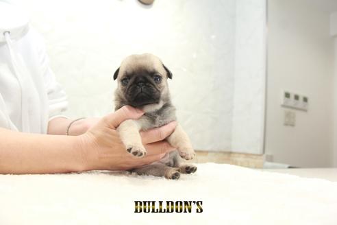 成約済の東京都のパグ-129103の1枚目