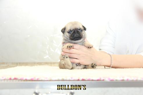 成約済の東京都のパグ-129103の7枚目