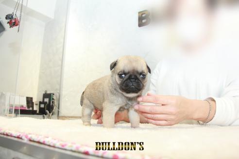 成約済の東京都のパグ-129103の6枚目