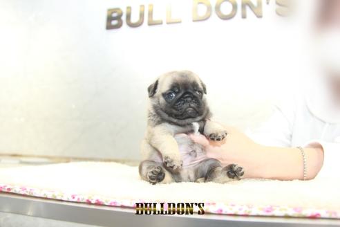 成約済の東京都のパグ-129104の1枚目