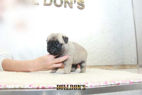 成約済の東京都のパグ-129104の6枚目