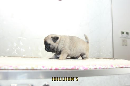 成約済の東京都のパグ-129104の5枚目