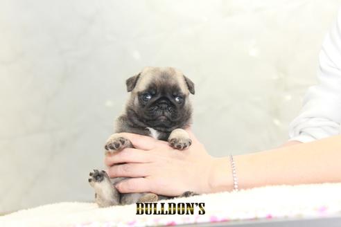 成約済の東京都のパグ-129104の4枚目