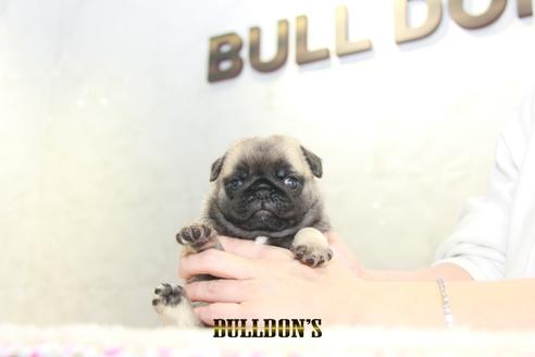 成約済の東京都のパグ-129104の3枚目