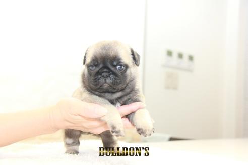 成約済の東京都のパグ-129104の2枚目