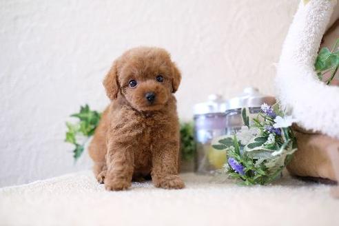 成約済の滋賀県のトイプードル-127517の1枚目