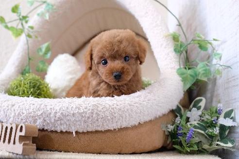 成約済の滋賀県のトイプードル-127517の5枚目