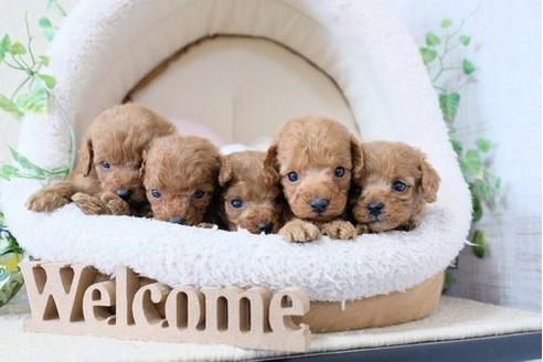 成約済の滋賀県のトイプードル-127517の4枚目