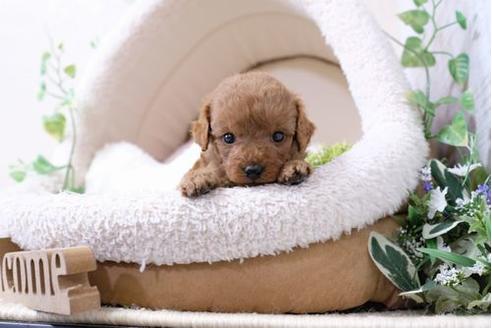 成約済の滋賀県のトイプードル-127517の3枚目