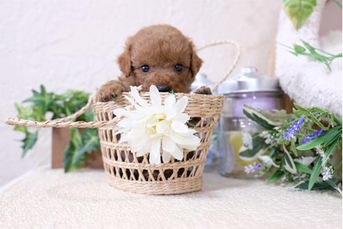 成約済の滋賀県のトイプードル-127517の2枚目