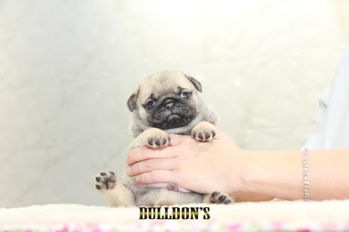 成約済の東京都のパグ-129106の1枚目