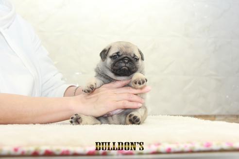 成約済の東京都のパグ-129106の6枚目