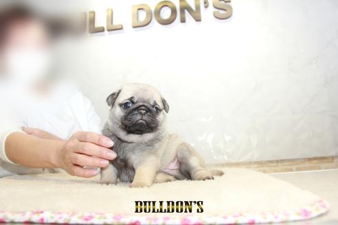 成約済の東京都のパグ-129106の5枚目