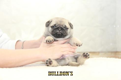 成約済の東京都のパグ-129106の4枚目