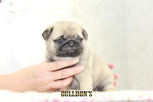 成約済の東京都のパグ-129106の3枚目