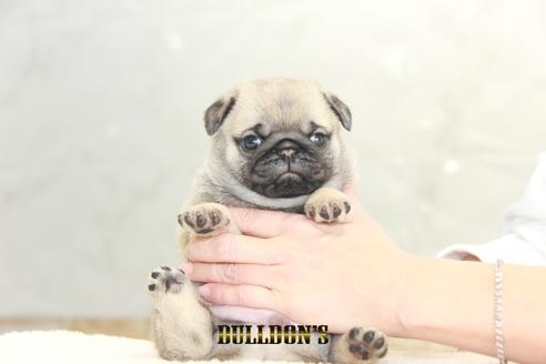 成約済の東京都のパグ-129106の2枚目