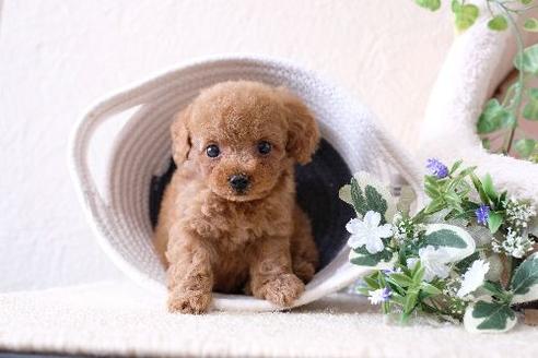 成約済の滋賀県のトイプードル-127522の1枚目