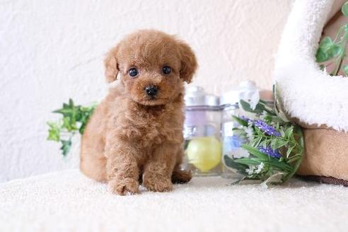 成約済の滋賀県のトイプードル-127522の5枚目