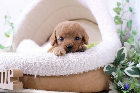 成約済の滋賀県のトイプードル-127522の3枚目