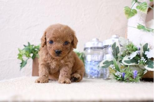 成約済の滋賀県のトイプードル-127522の2枚目