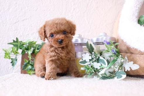 成約済の滋賀県のトイプードル-127524の1枚目