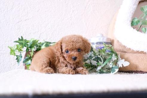 成約済の滋賀県のトイプードル-127524の5枚目