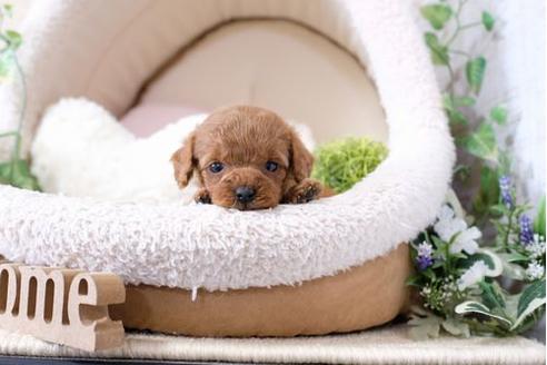 成約済の滋賀県のトイプードル-127524の3枚目