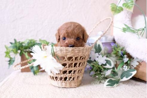 成約済の滋賀県のトイプードル-127524の2枚目