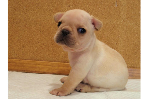 成約済の愛知県のフレンチブルドッグ-128003